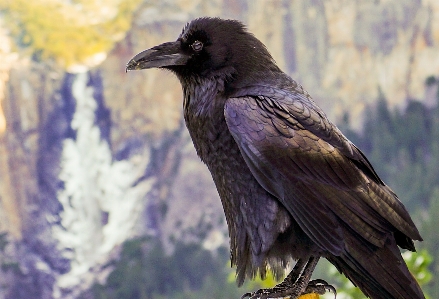 Foto Natura uccello ala animali selvatici