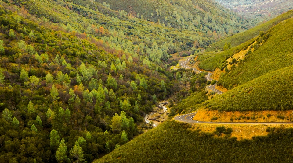 Landscape tree forest mountain