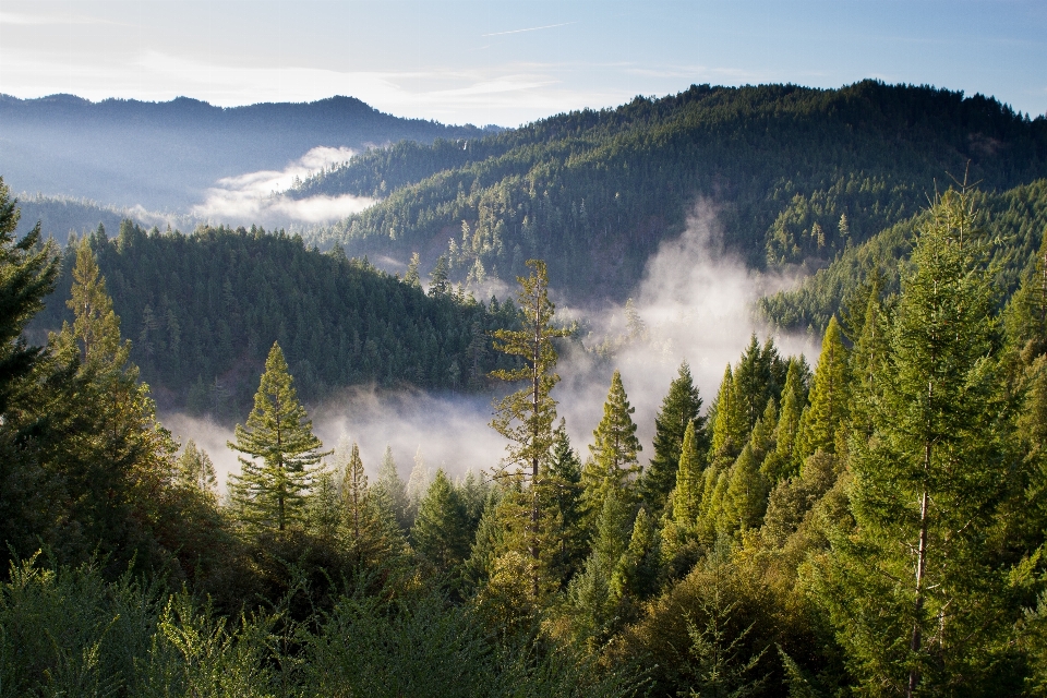 Krajobraz drzewo natura las