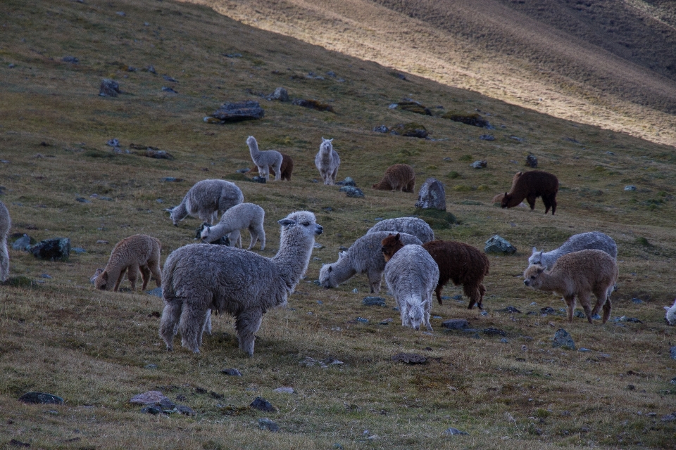 Erba animale animali selvatici gregge