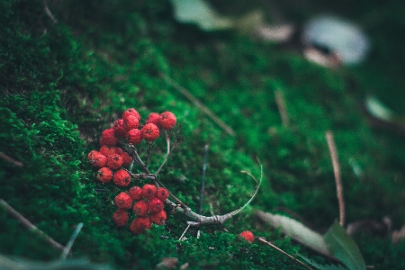 Nature branch plant photography Photo