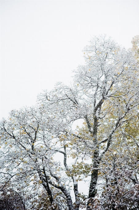 Baum zweig blüte schnee