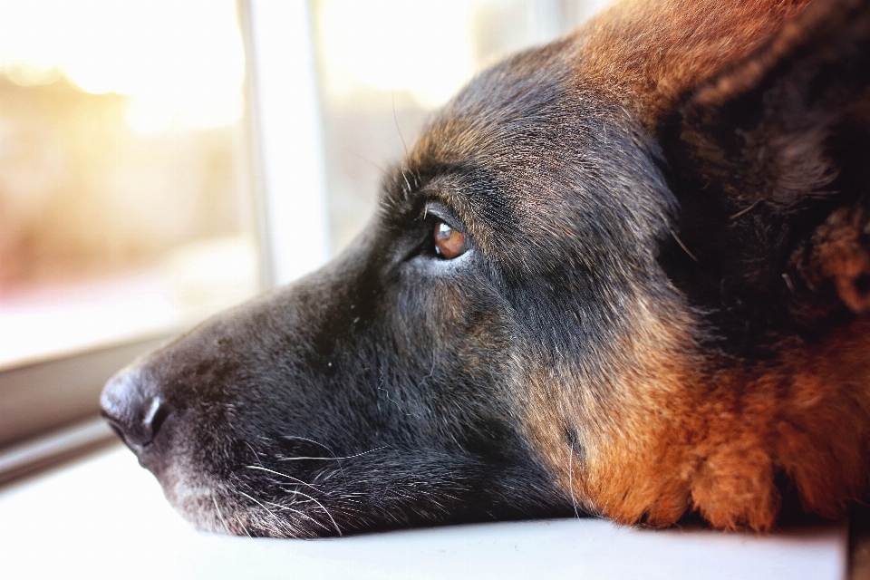 Anak anjing mamalia merapatkan
