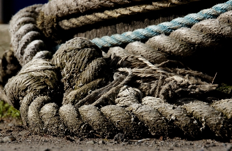 Branch rope soil reptile Photo