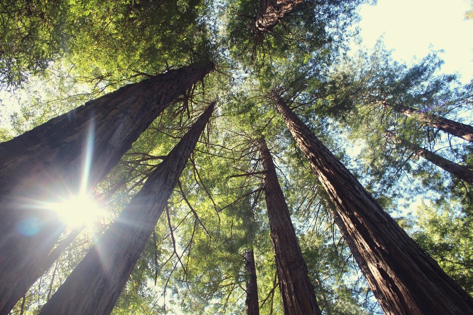 árbol naturaleza bosque rama