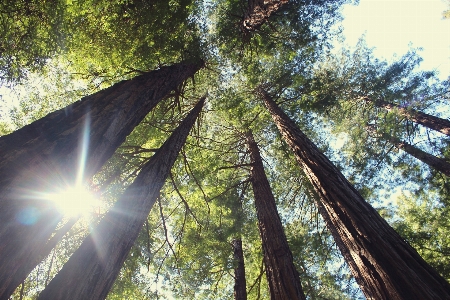 Tree nature forest branch Photo