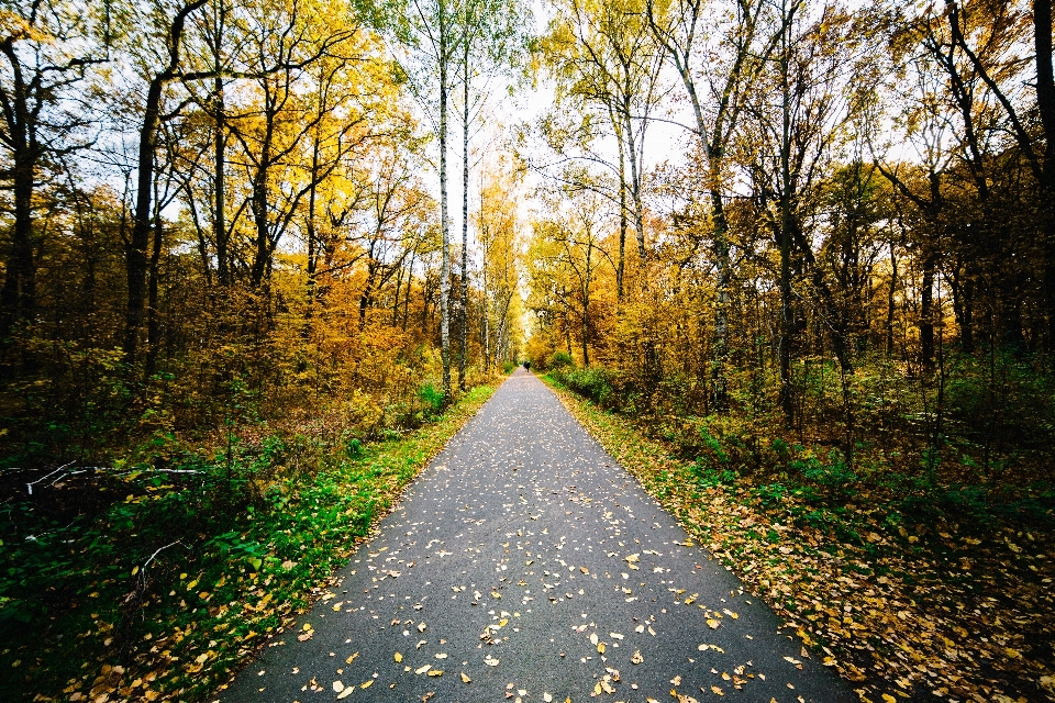 Paesaggio albero natura foresta