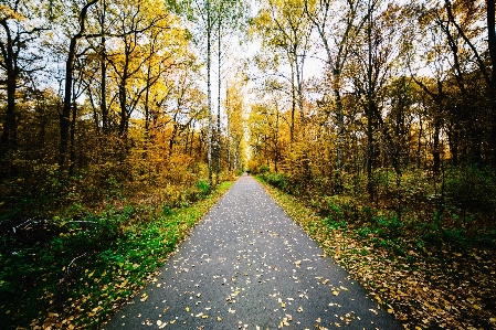 Foto Paisaje árbol naturaleza bosque