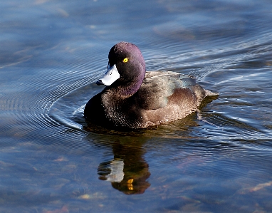 Water bird wing pond Photo