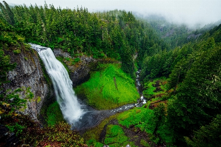 Tree forest rock waterfall Photo