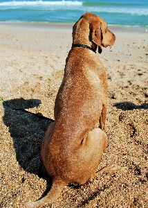 Beach sea sand puppy Photo