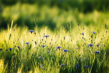 Nature grass plant field Photo