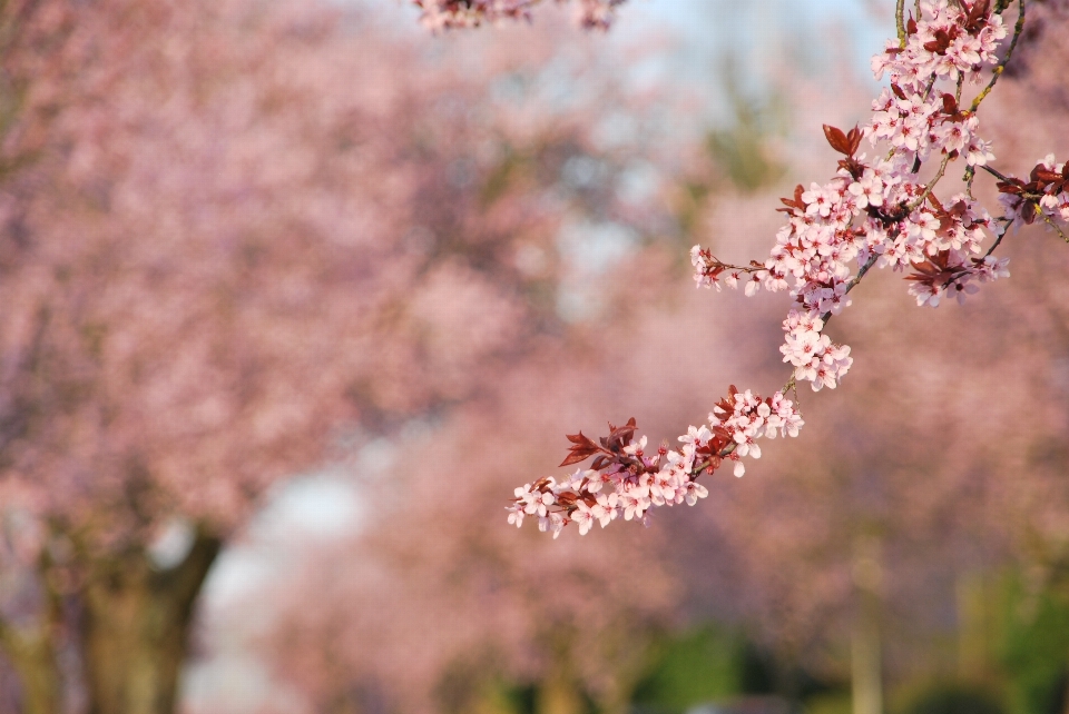 Tree nature branch blossom