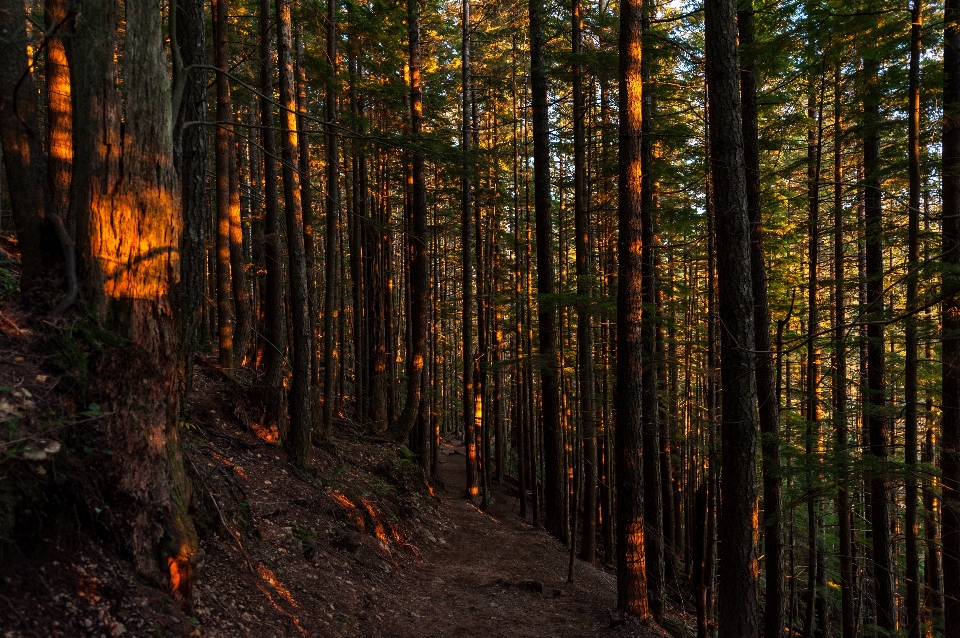 Albero natura foresta selvaggia
