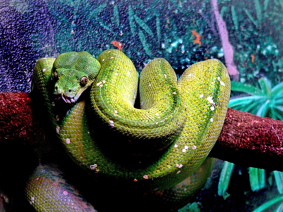 Green biology reptile publicdomain