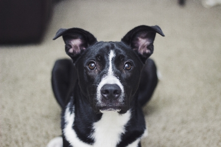 子犬 犬 哺乳類 脊椎動物
 写真