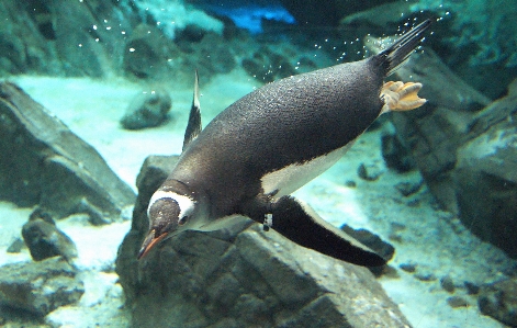 Bird animal seabird wildlife Photo