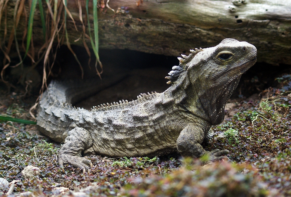 Tierwelt zoo reptil leguan