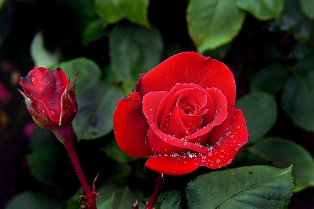 Plant leaf flower petal Photo