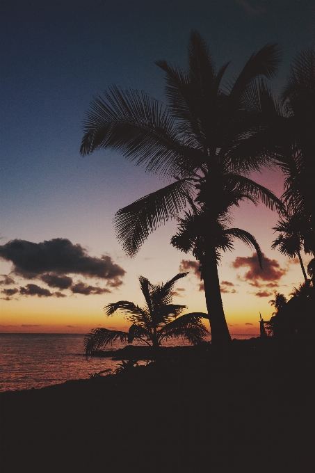 Tree horizon silhouette sunrise