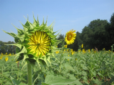 Foto Plantar campo prado
 flor