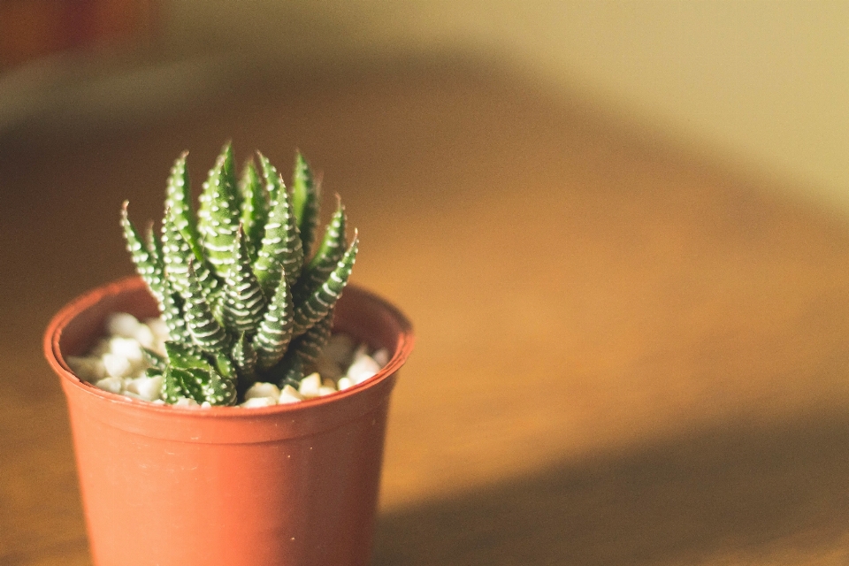 Cactus
 usine feuille fleur