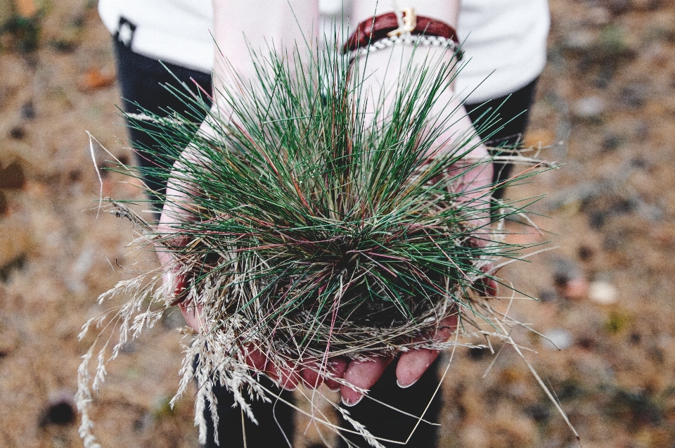 Tangan alam rumput kaktus
