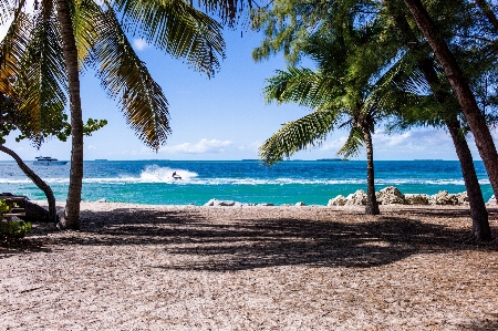 Beach sea coast tree Photo