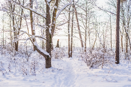 Tree forest branch walking Photo