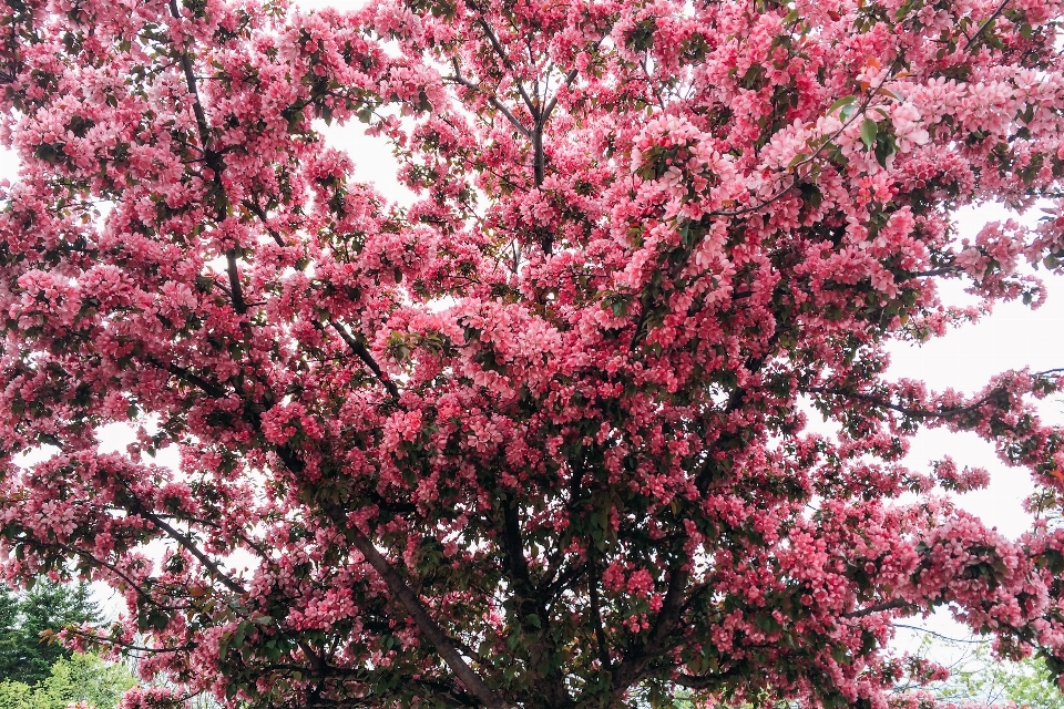 árbol rama florecer planta