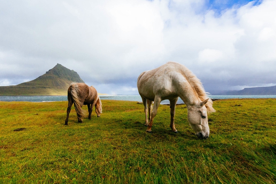 Paisagem natureza grama região selvagem
