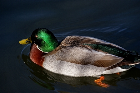 Bird wing pond reflection Photo