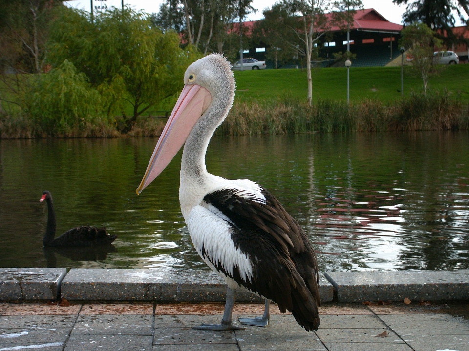 鳥 羽 ペリカン 海鳥
