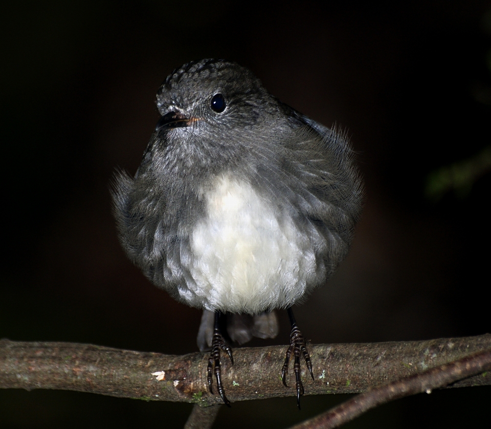 Natur zweig vogel tierwelt