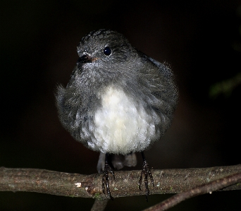 Foto Alam cabang burung margasatwa