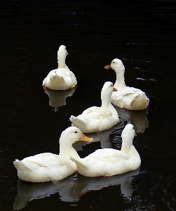 Kuş gölet kuşlar kuğu Fotoğraf