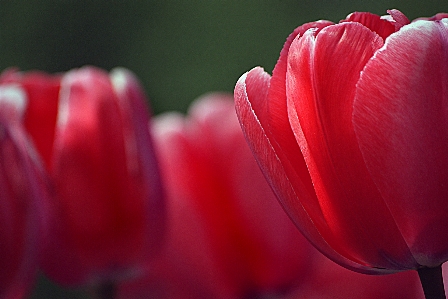 Plant photography flower petal Photo