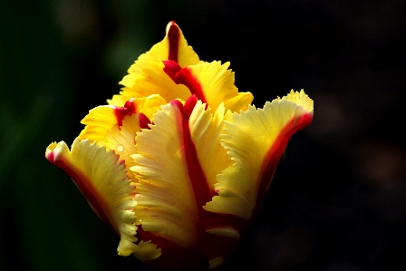 Blossom plant photography leaf Photo