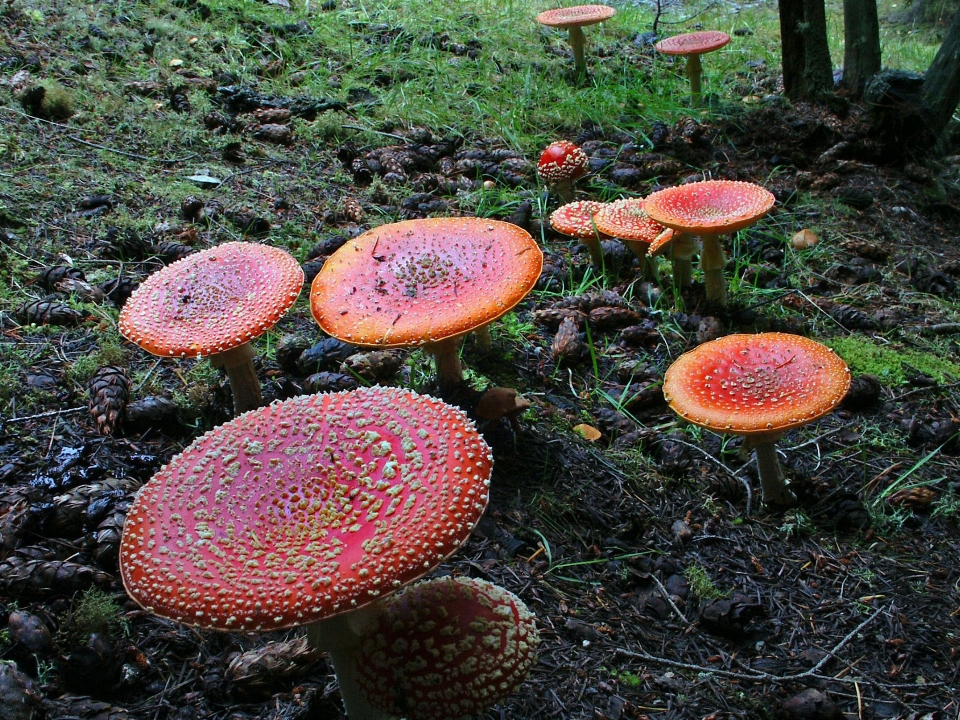 Natureza floresta vermelho outono