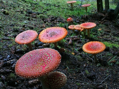 Nature forest red autumn Photo