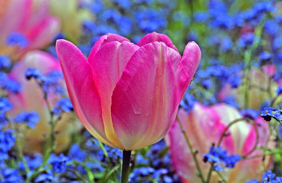 Fleurir usine fleur pétale