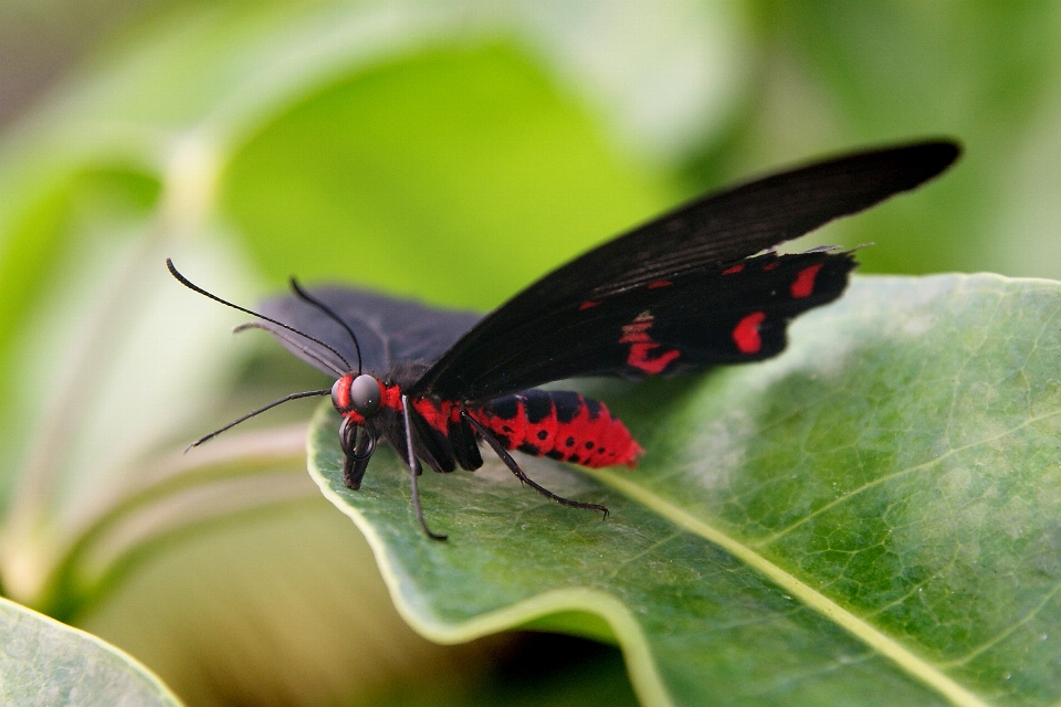 Natureza fotografia folha flor