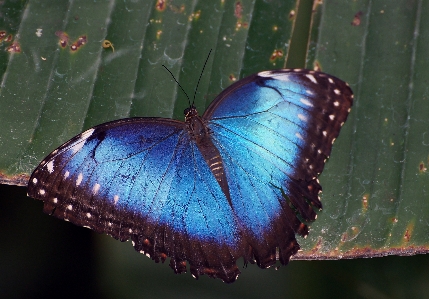 Nature wing leaf flower Photo