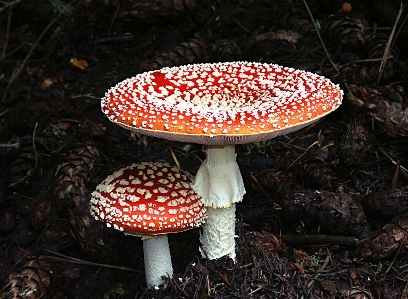 Nature forest red autumn Photo