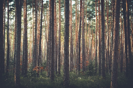 Foto árvore natureza floresta pântano