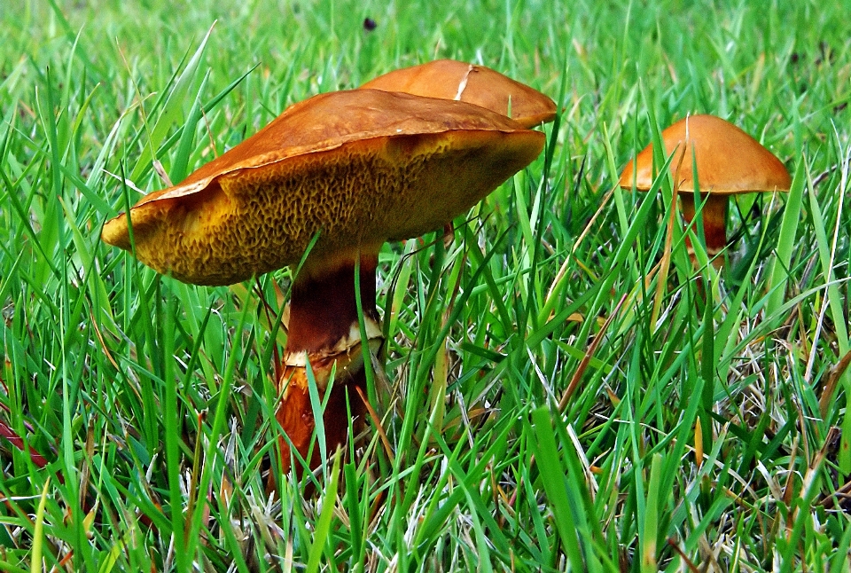 Nature forêt herbe prairie
