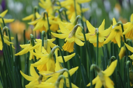 Plant flower floral spring Photo