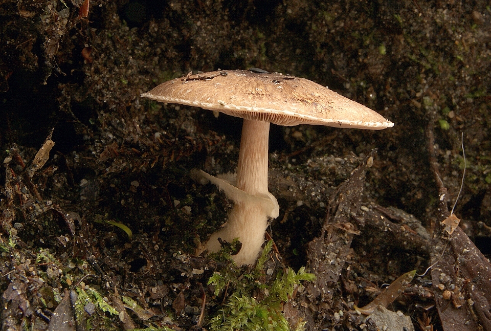 Arbre nature forêt bois