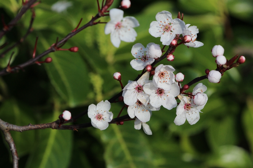 Nature branch blossom plant