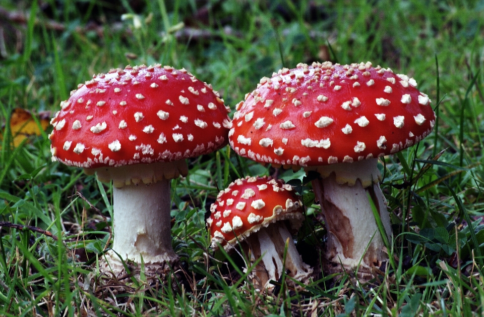 Group red mushroom fungus